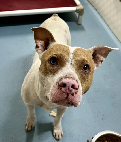 MCGRIDDLE - Mixed Breed, Medium (up to 44 lbs fully grown) / Mix available for adoption