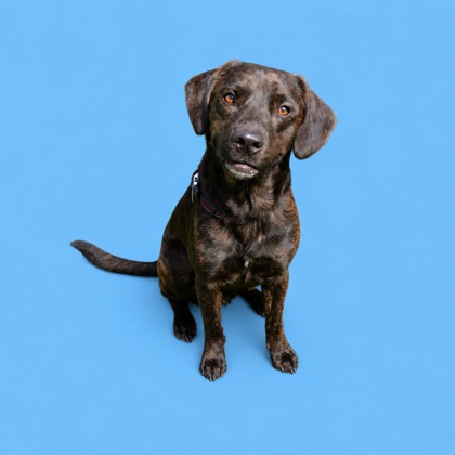 DIESEL - Mixed Breed, Large (over 44 lbs fully grown) / Mix available for adoption