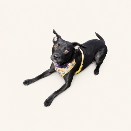 BRIDGET - Mixed Breed, Medium (up to 44 lbs fully grown) / Mix available for adoption
