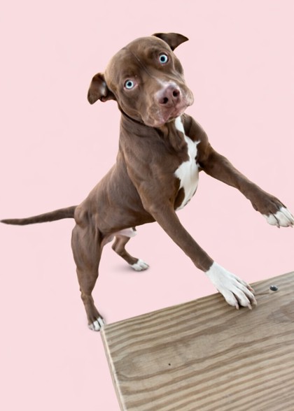 TRES + - Mixed Breed, Large (over 44 lbs fully grown) / Mix available for adoption