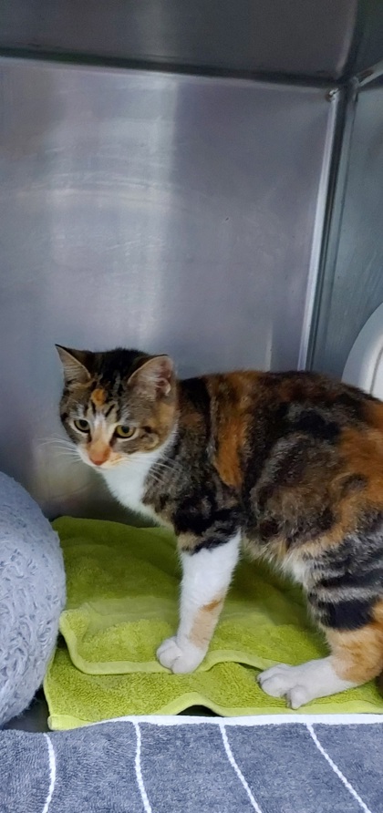 MOLASSES - Domestic Shorthair / Mix available for adoption
