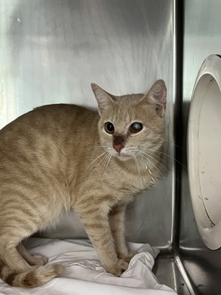 BRALLEN - Domestic Shorthair / Mix available for adoption