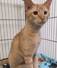 Milo photo