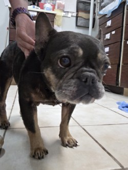 Lulu photo