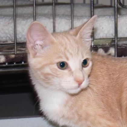 Athena photo