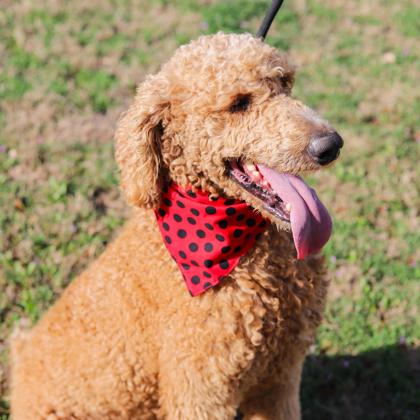 Richie (Boston) photo