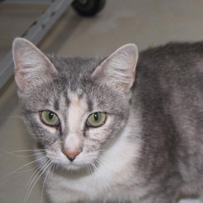Daphne photo