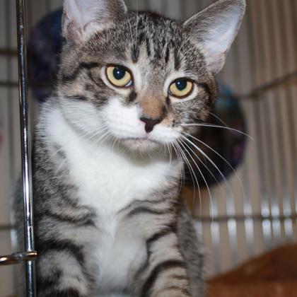 Tuna photo