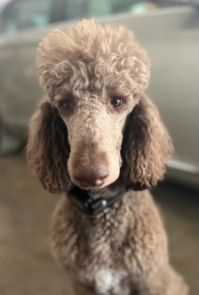 Benjamin photo