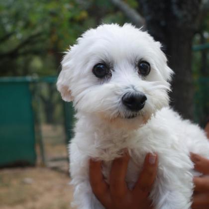 Benji photo