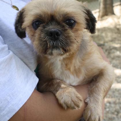 Gizmo photo