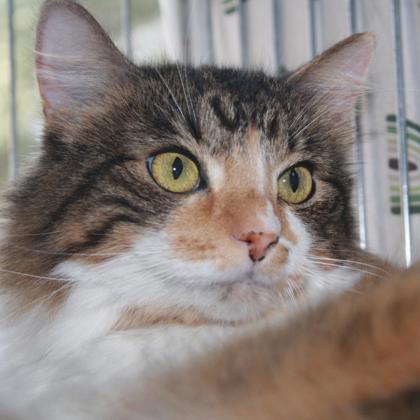 Gracie photo