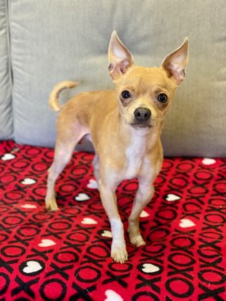 Archie   (Heath) photo