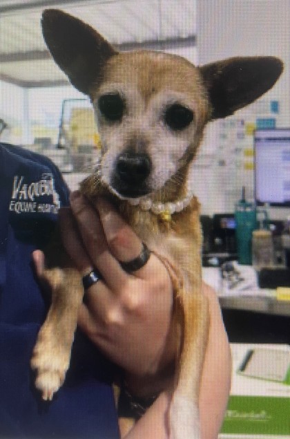 Tippsy photo
