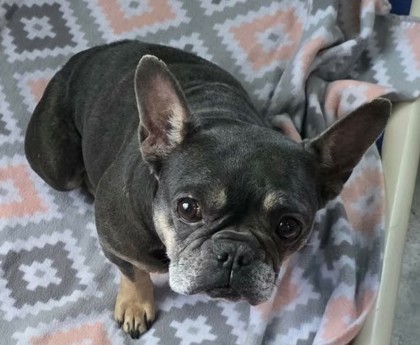 Lulu photo
