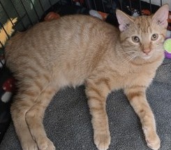 Montgomery (Monty) photo