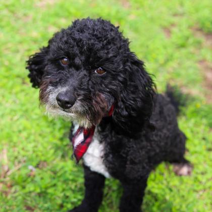 Casanova (Cosmo) photo