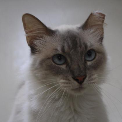 Piper photo