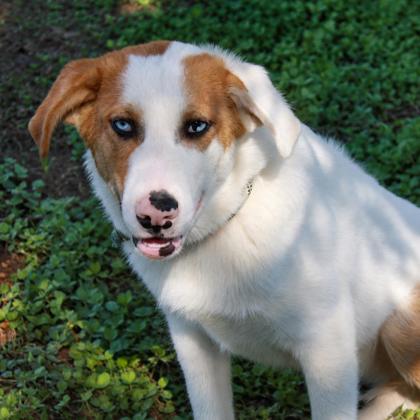 Huckleberry (Deaf) photo
