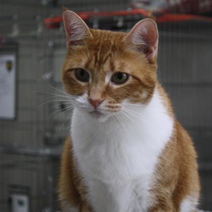 Ginger photo