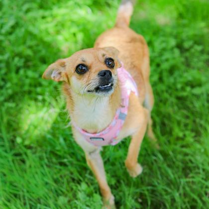 Bella - Chi photo