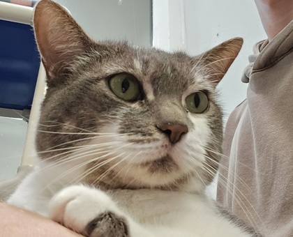 Kitty photo