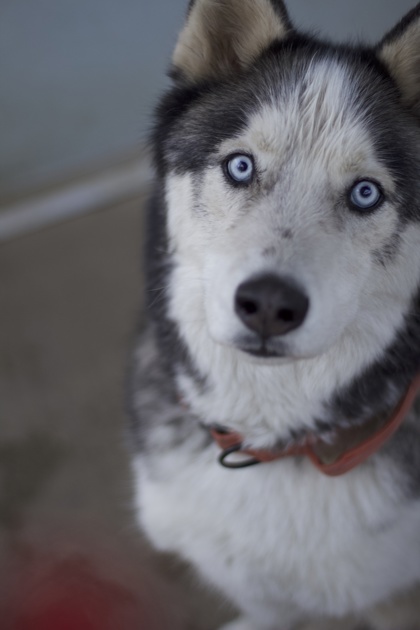 Heartland humane society dogs fashion