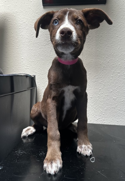 pup-backyard-top