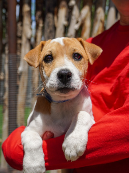 pup-backyard-top