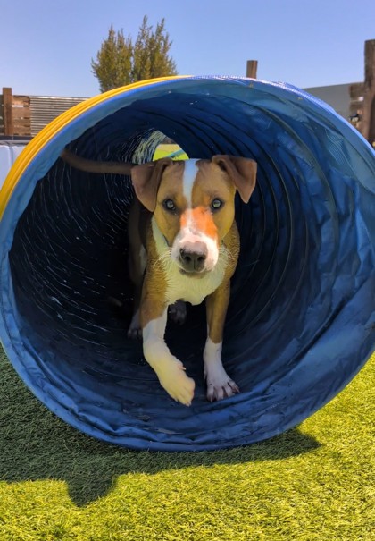 pup-backyard-top