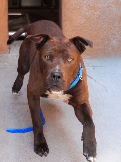 pup-backyard-top