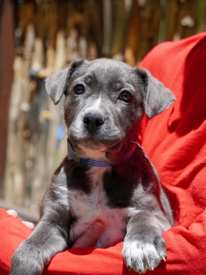 pup-backyard-top