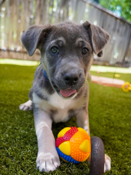 pup-backyard-top