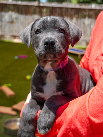 pup-backyard-top