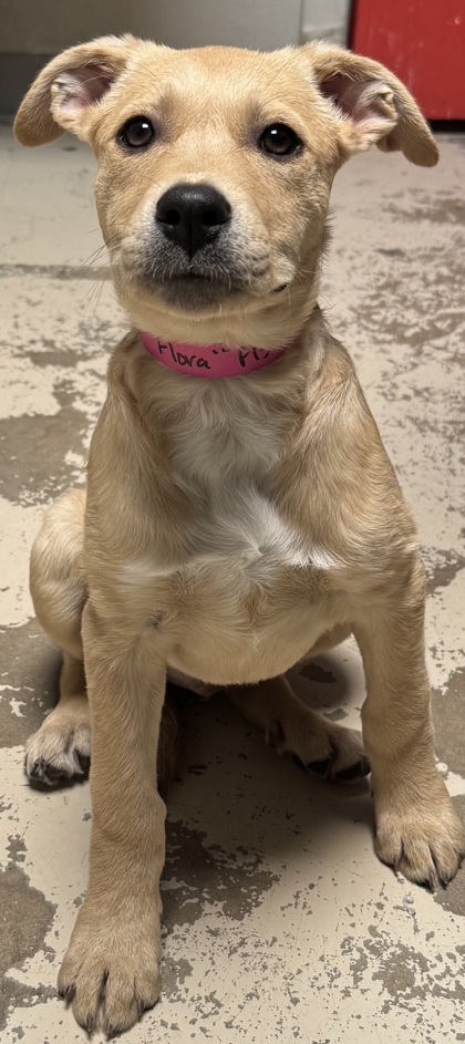 pup-backyard-top