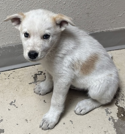 pup-backyard-top