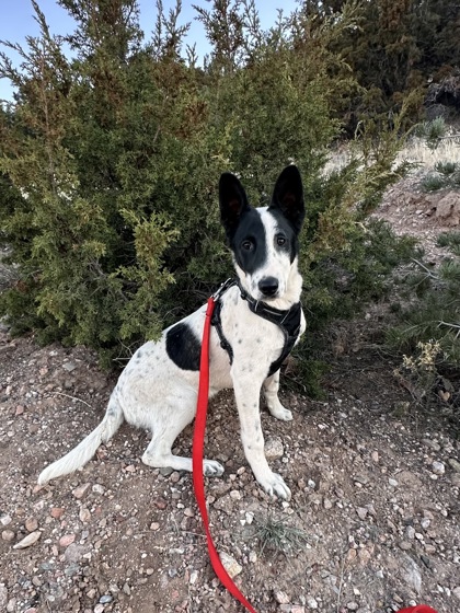 pup-backyard-top