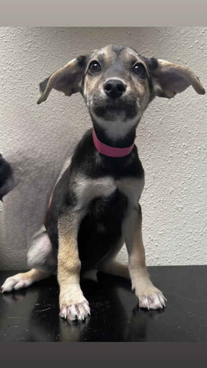 pup-backyard-top