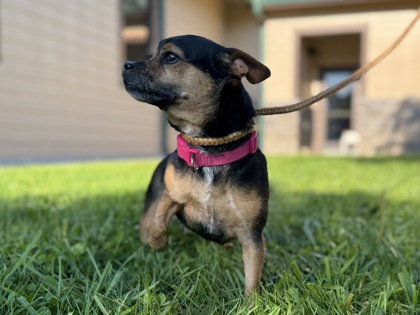Bitsy2
