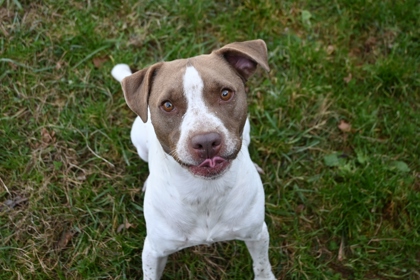 Rooster Crows at Dawn2