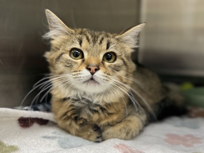 Amish Friendship Bread