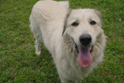 Pyr 1 Imports