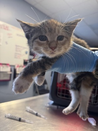 Perfect Peach Cobbler