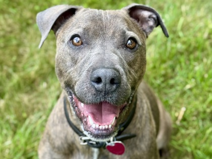 Dozer