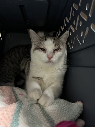 The Smashing Pumpkins