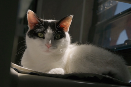 Patches o' Daisy