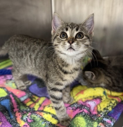 Chocolate Haze Craze