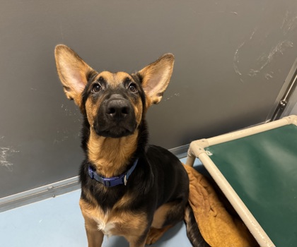 Loki