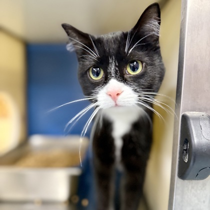 Groundhog Grasshopper (Coraline)2