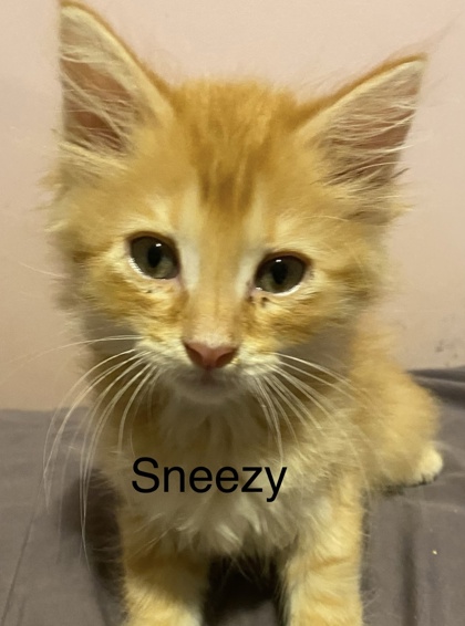 Sneezy
